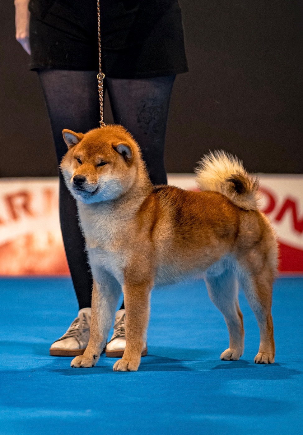 Viktor glorious evolution Shingeki No Inu