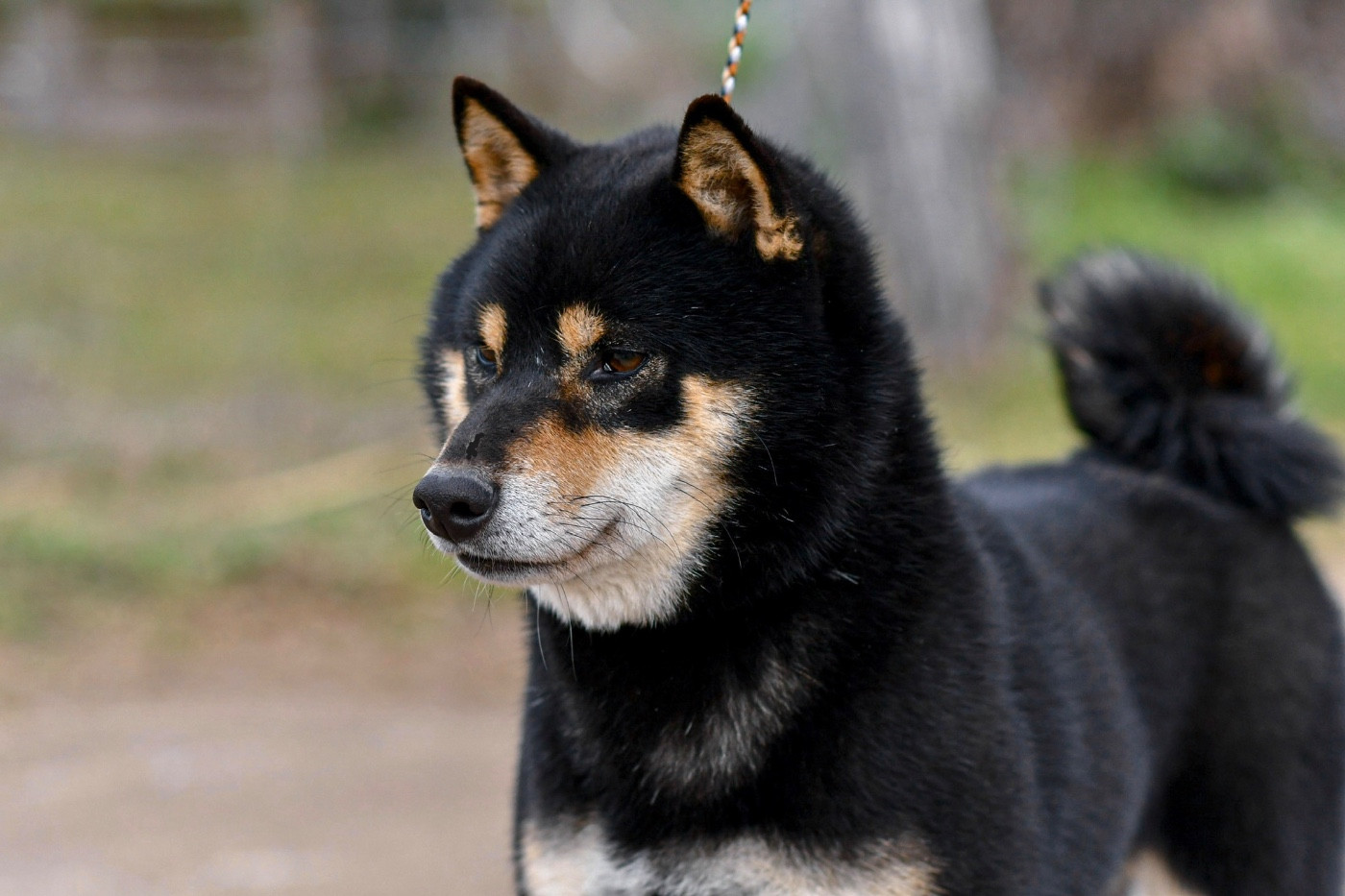 CH. kingiku Fukushouryuunananishiki