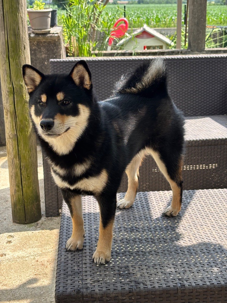 Vvaka hana mizumi Domaine Des Sept Loups