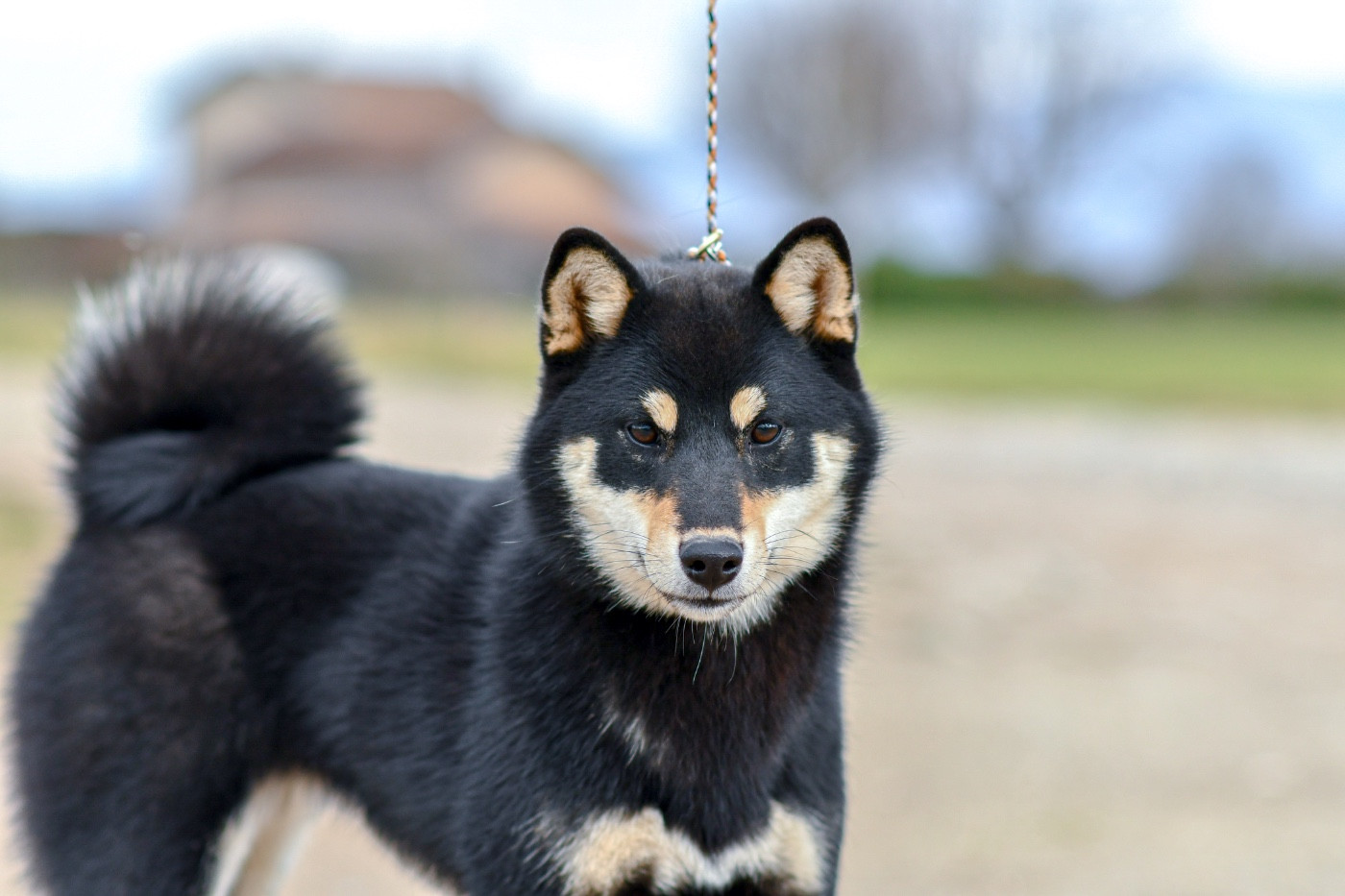 Aishiteru kiko Domaine Des Sept Loups