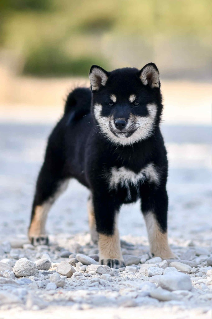 Aishiteru kiko Domaine Des Sept Loups