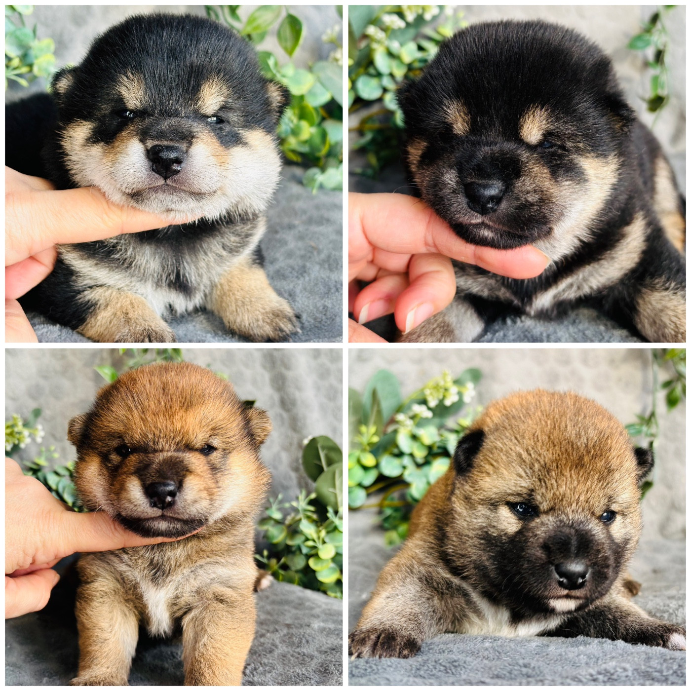 Les bébés sont arrivés