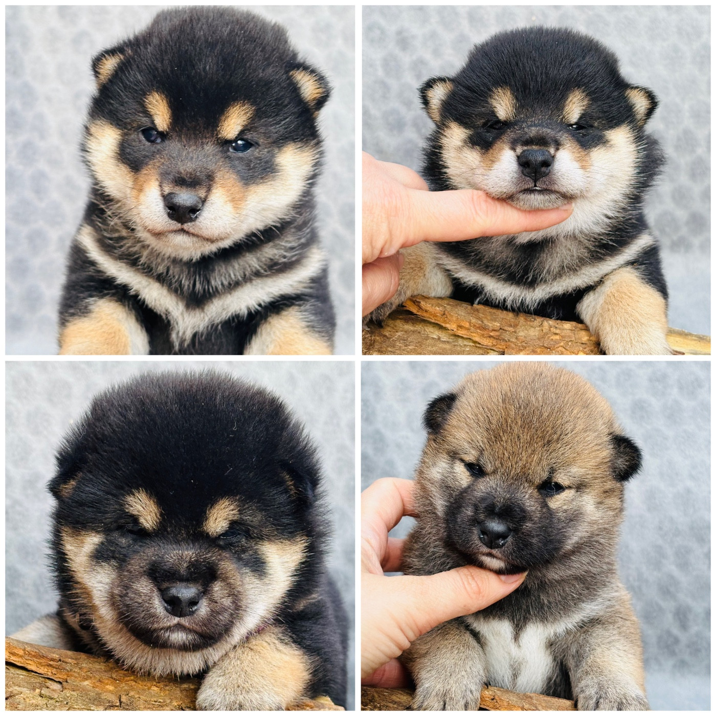 Les bébés sont arrivés