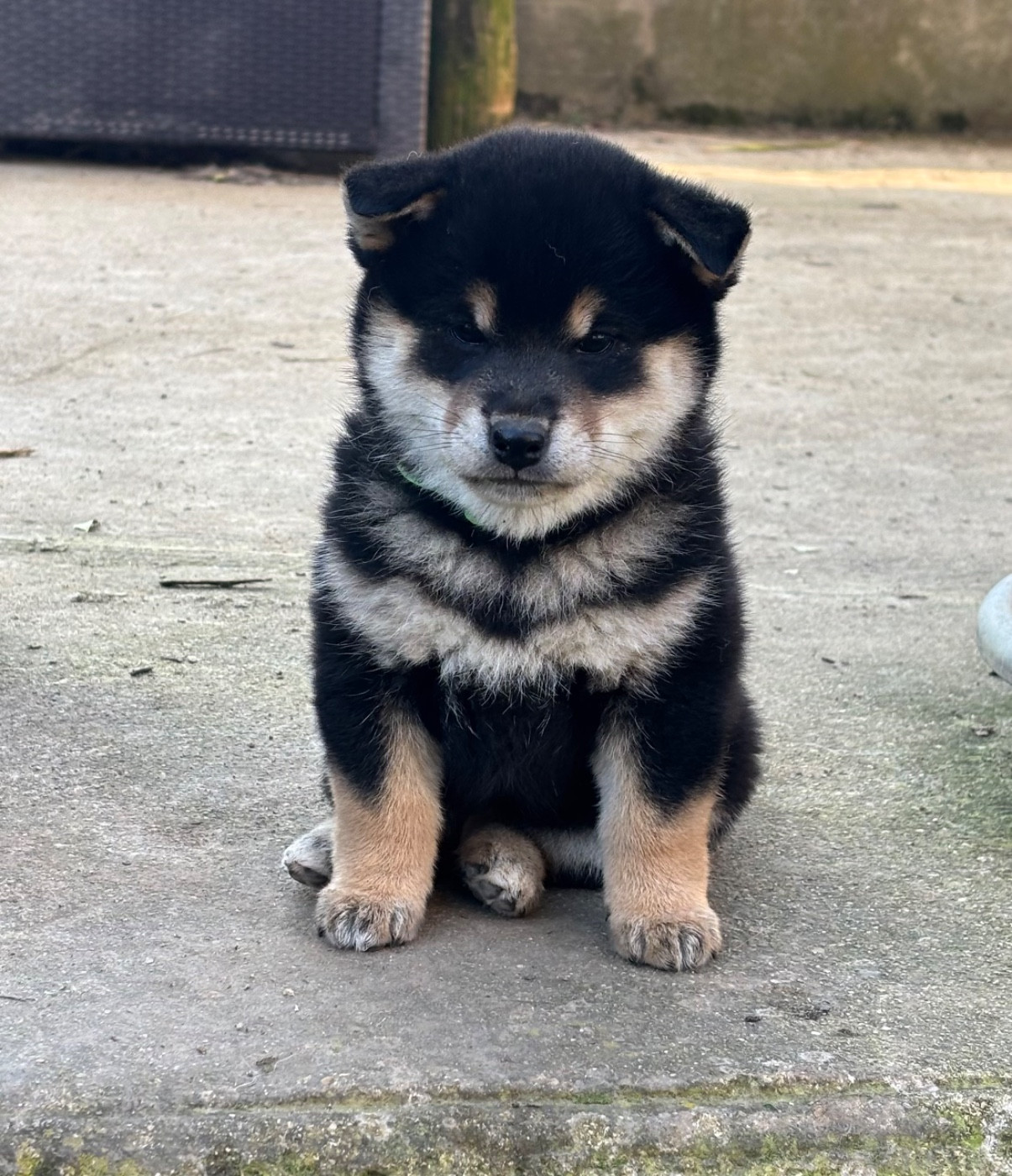 Dernière femelle disponible