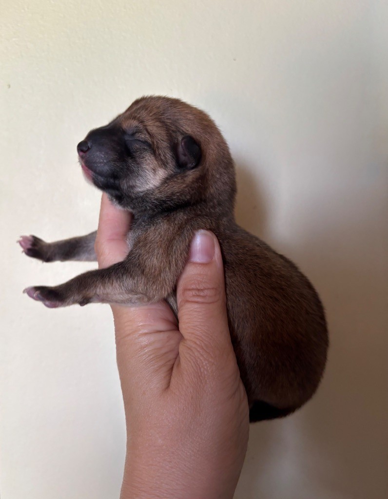 Domaine Des Sept Loups - Chiots disponibles - Shiba