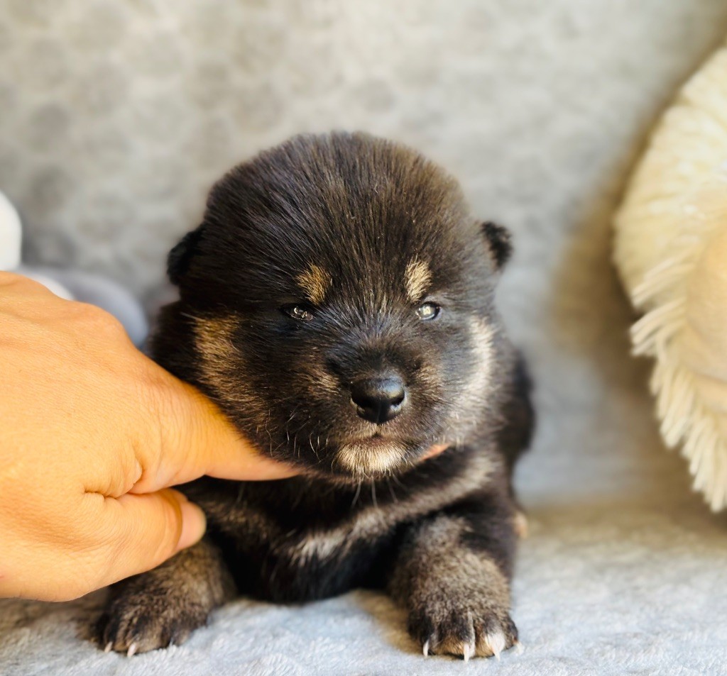 Domaine Des Sept Loups - Chiots disponibles - Shiba