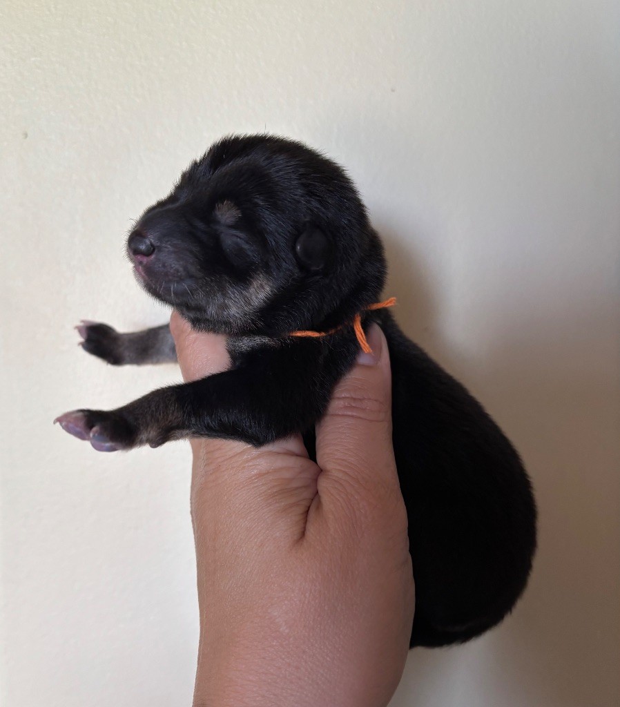 Domaine Des Sept Loups - Chiots disponibles - Shiba