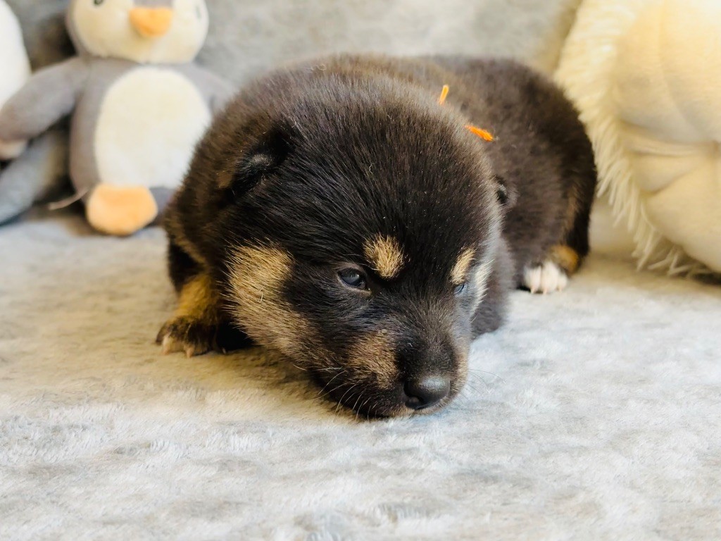 Domaine Des Sept Loups - Chiots disponibles - Shiba