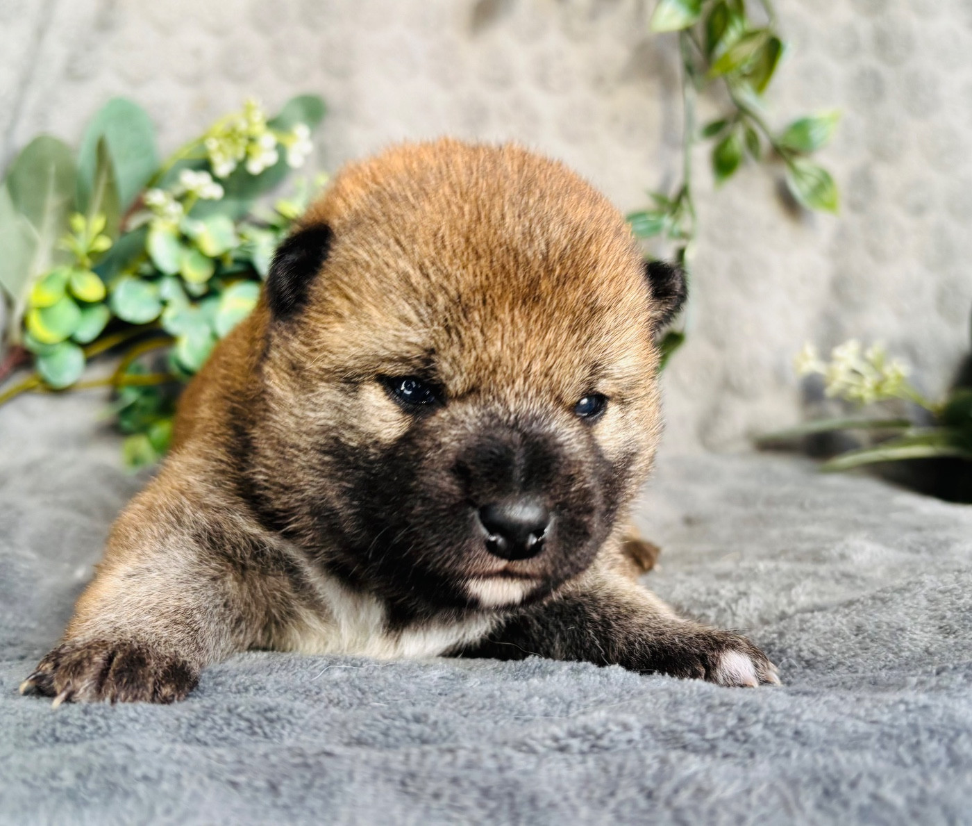 Domaine Des Sept Loups - Chiots disponibles - Shiba