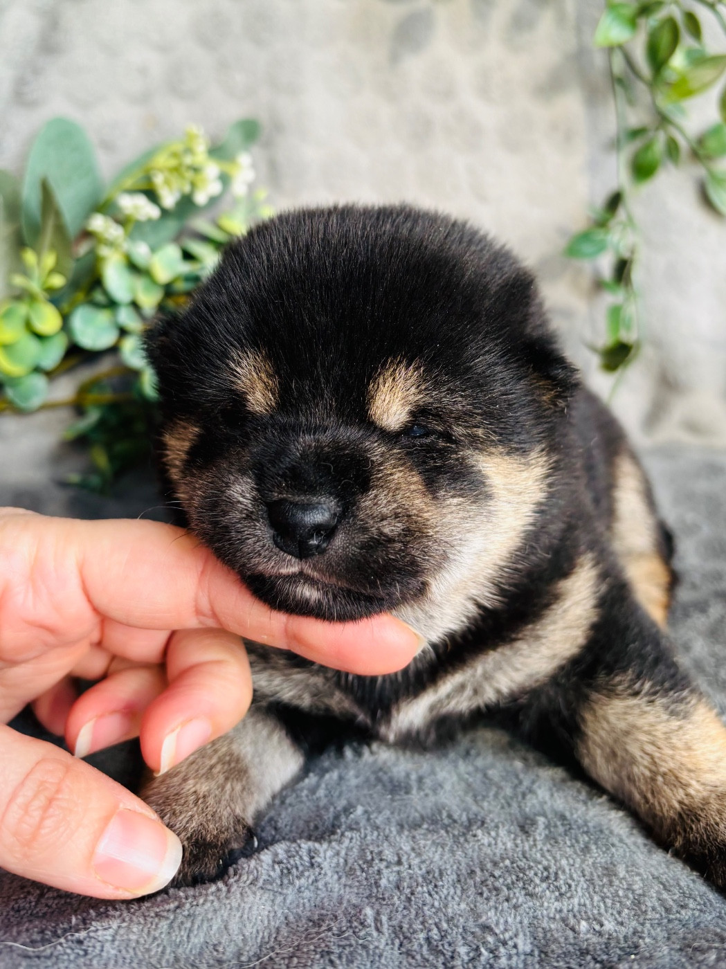 Domaine Des Sept Loups - Chiots disponibles - Shiba