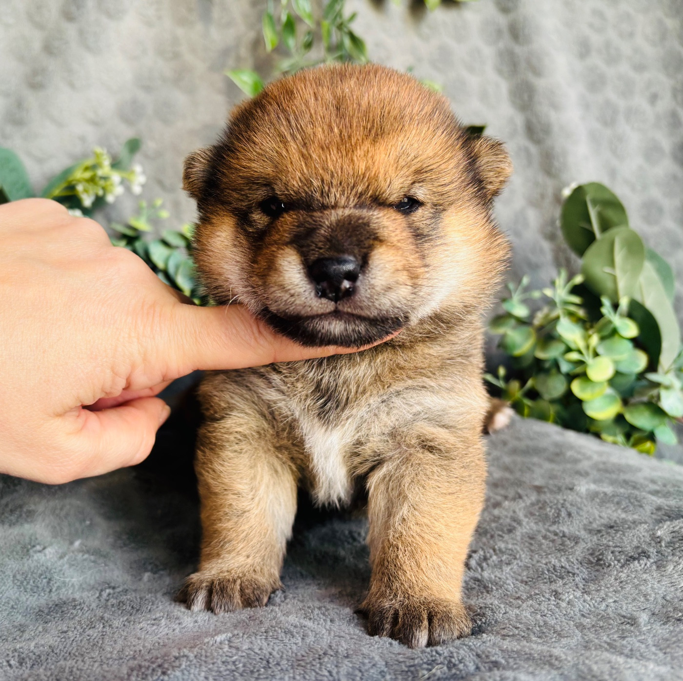 Domaine Des Sept Loups - Chiots disponibles - Shiba
