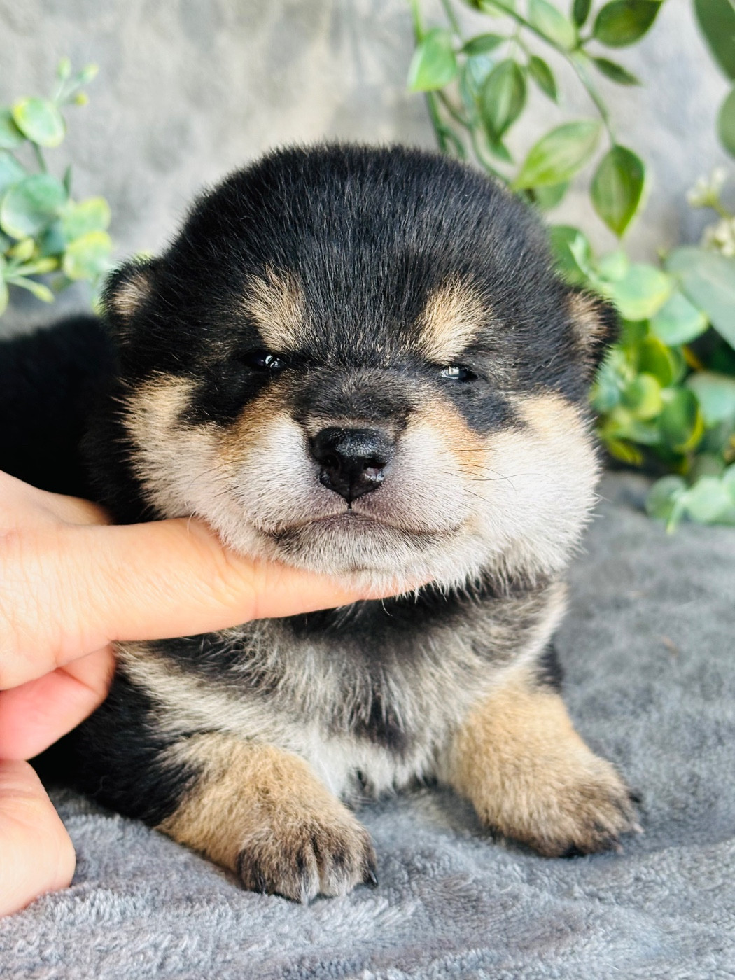 Domaine Des Sept Loups - Chiots disponibles - Shiba