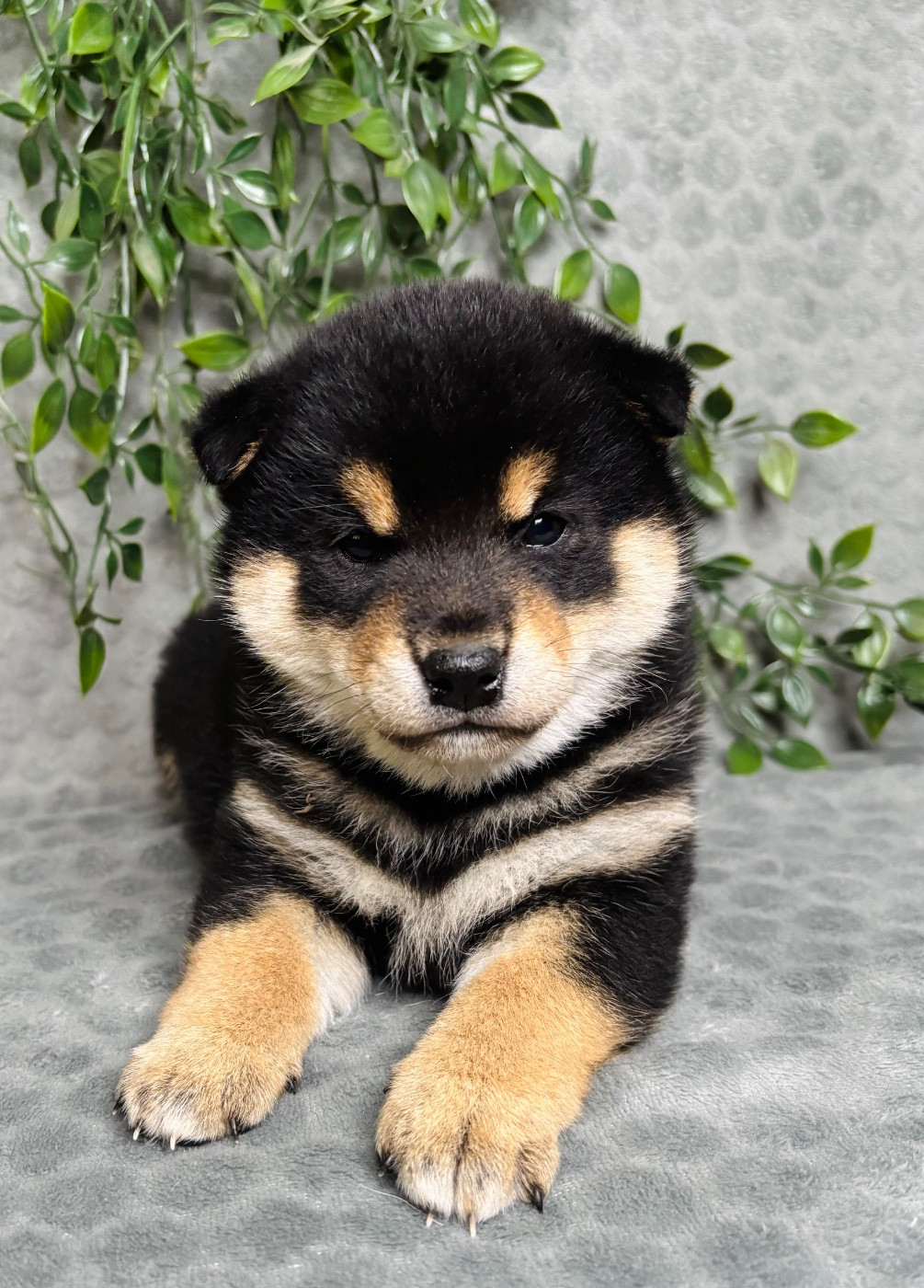 Domaine Des Sept Loups - Chiots disponibles - Shiba