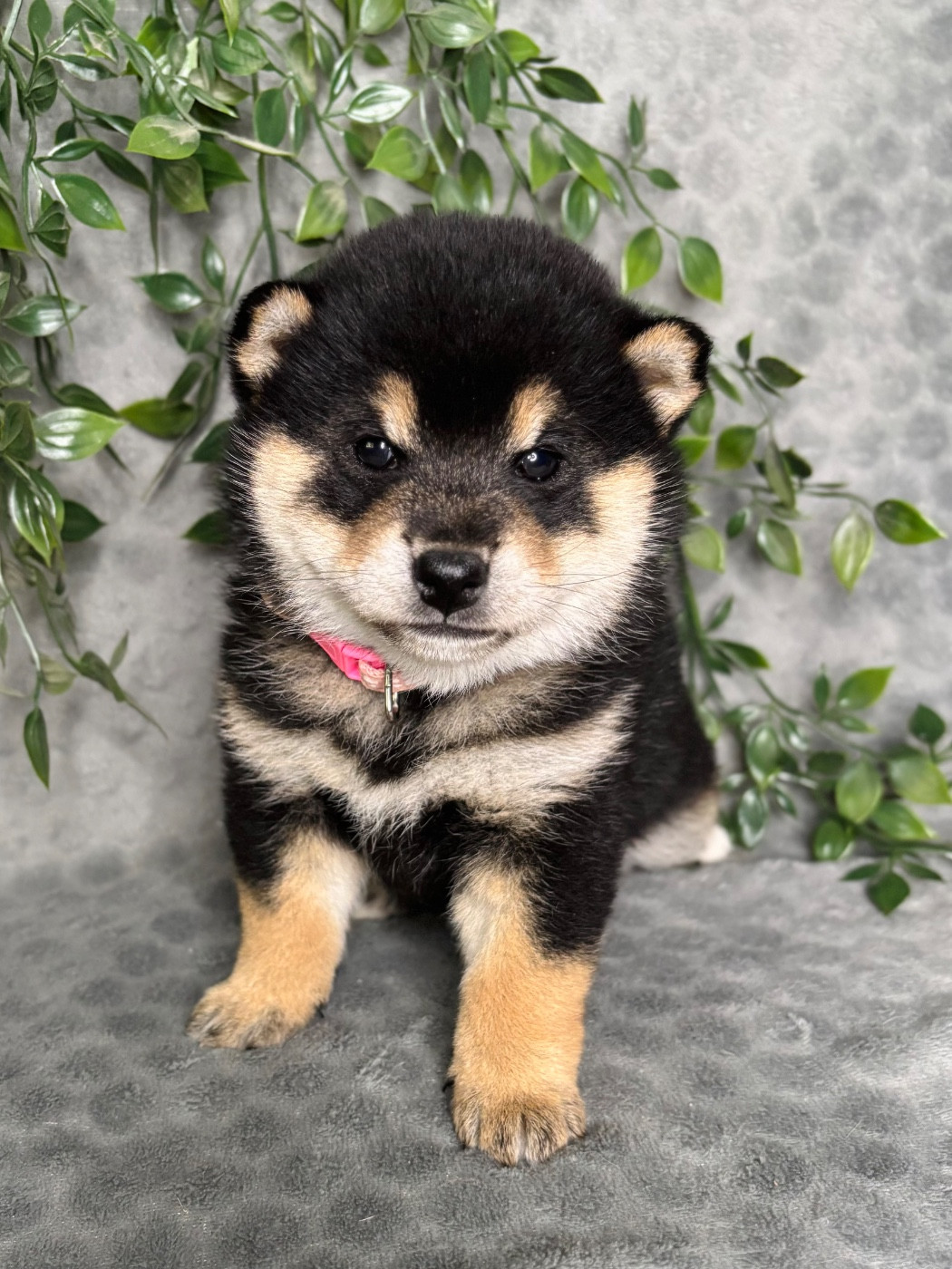 Domaine Des Sept Loups - Chiots disponibles - Shiba