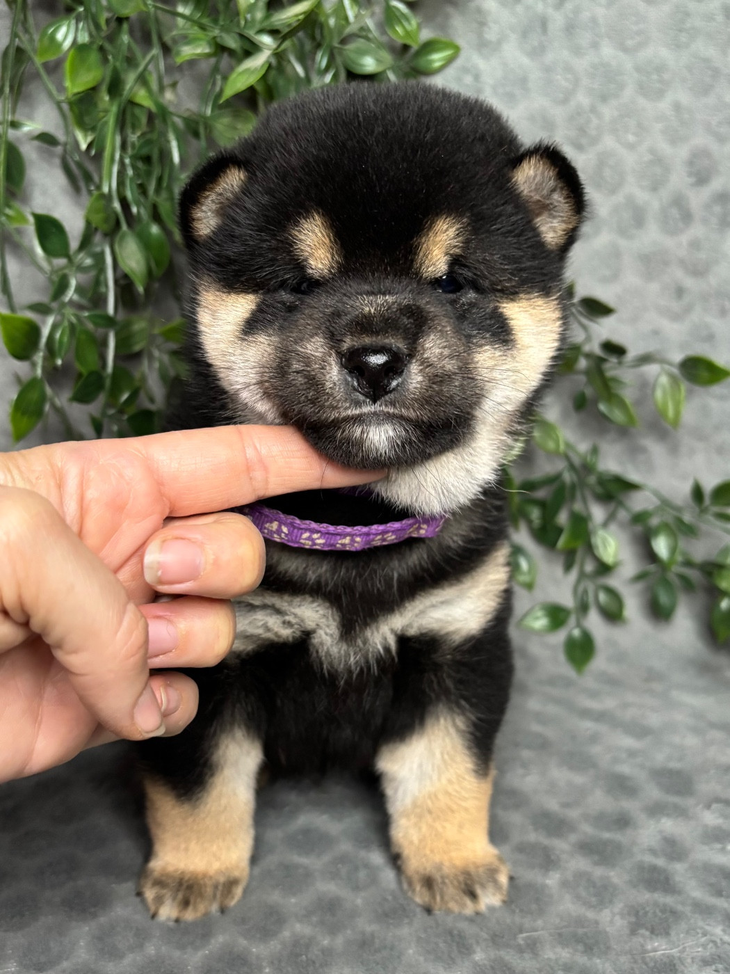 Domaine Des Sept Loups - Chiots disponibles - Shiba
