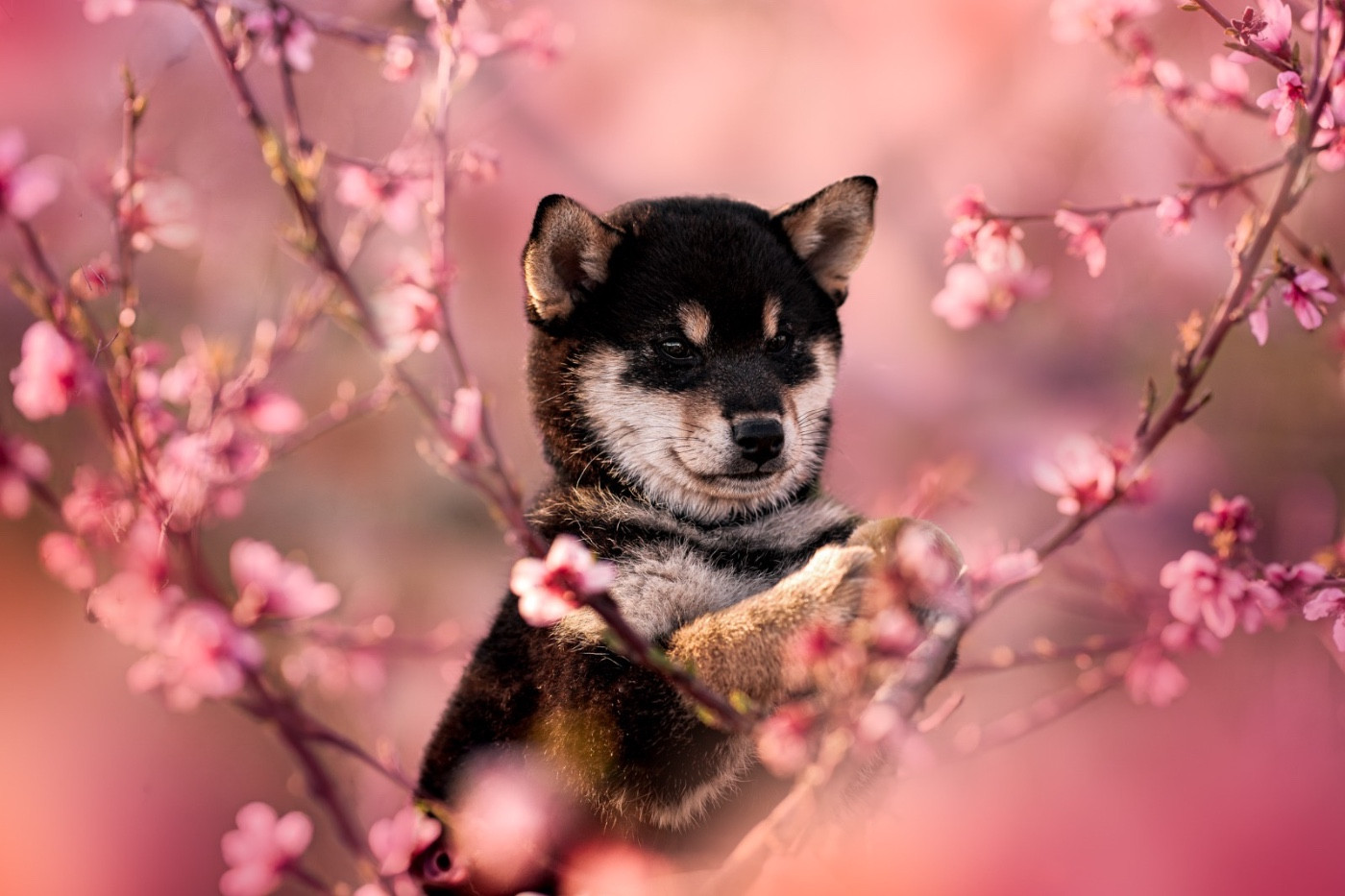 Domaine Des Sept Loups - Chiots disponibles - Shiba