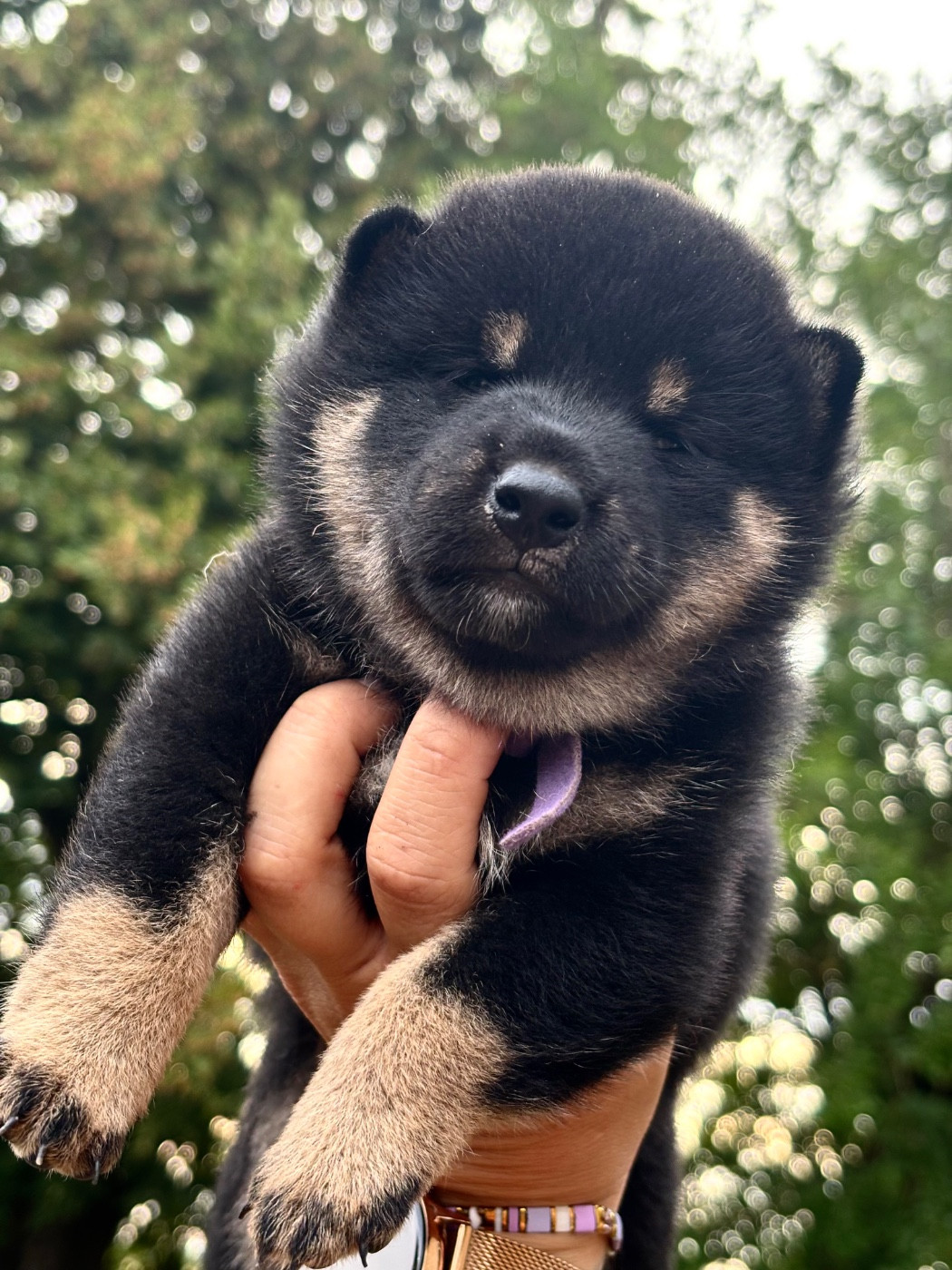 Domaine Des Sept Loups - Chiots disponibles - Shiba