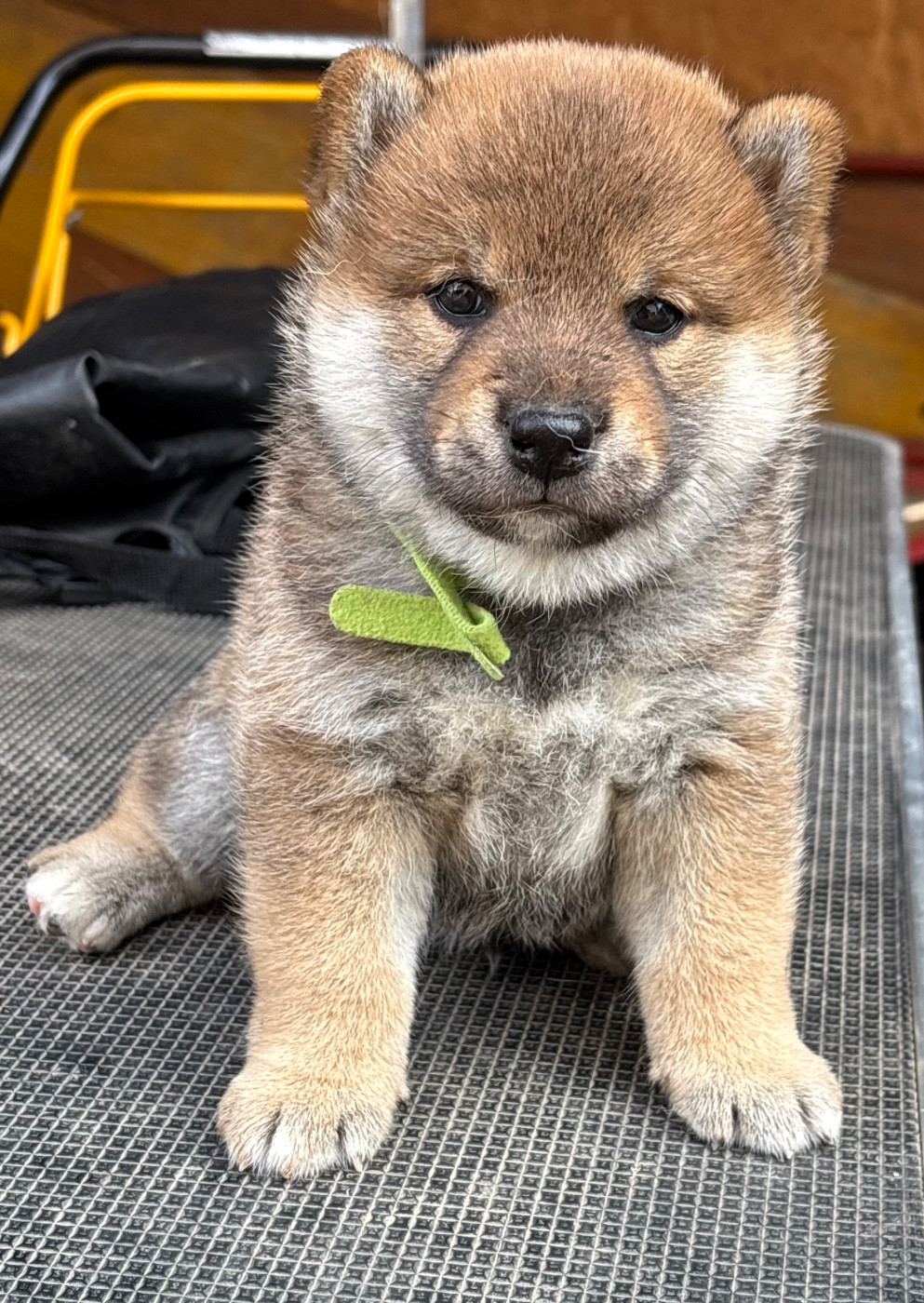 Domaine Des Sept Loups - Chiots disponibles - Shiba