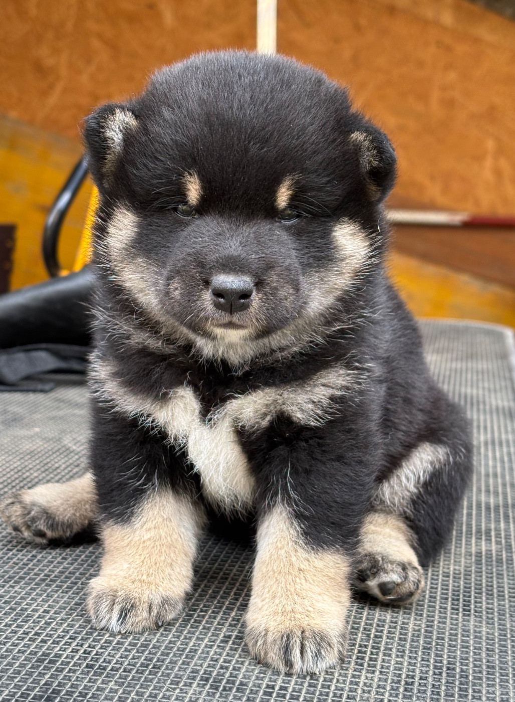 Domaine Des Sept Loups - Chiots disponibles - Shiba