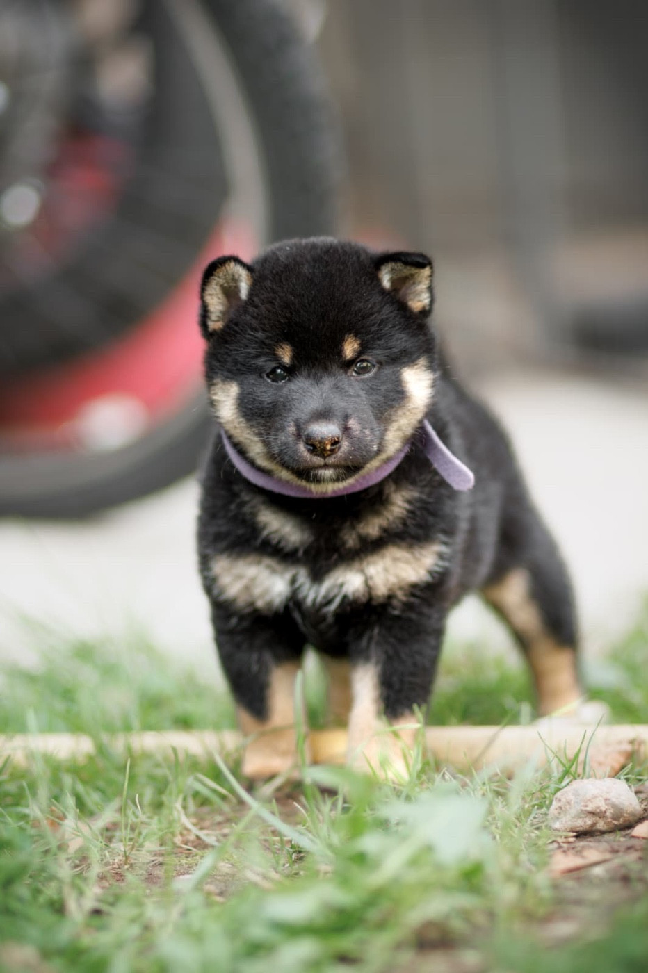 Domaine Des Sept Loups - Chiots disponibles - Shiba
