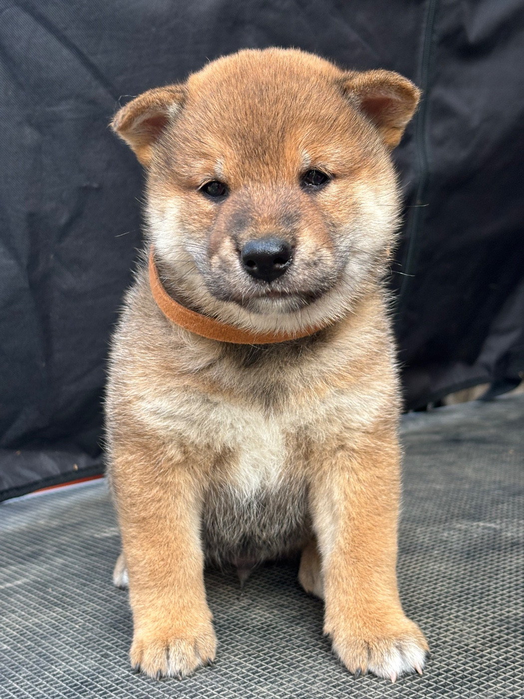 Domaine Des Sept Loups - Chiots disponibles - Shiba