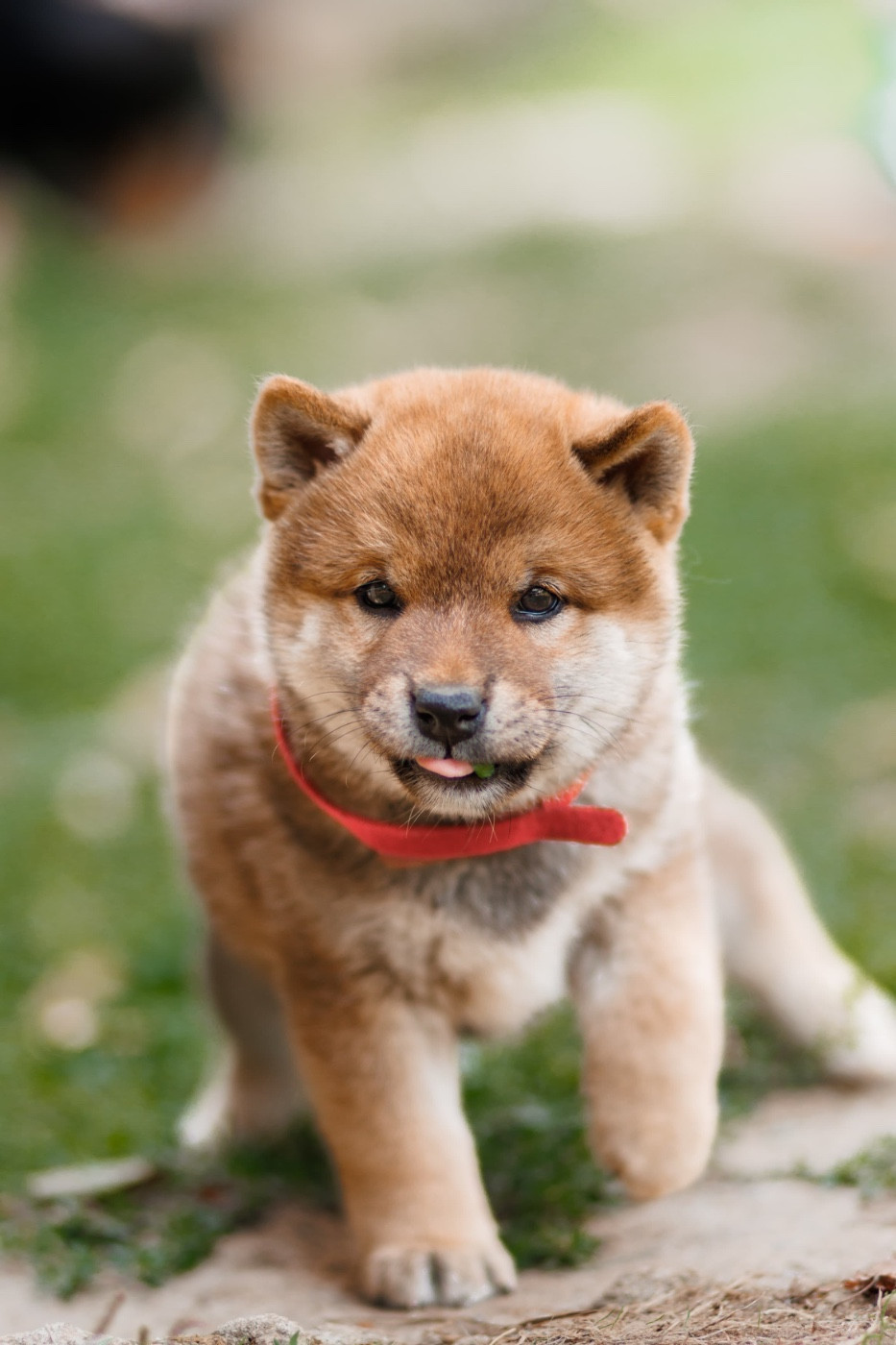 Domaine Des Sept Loups - Chiots disponibles - Shiba