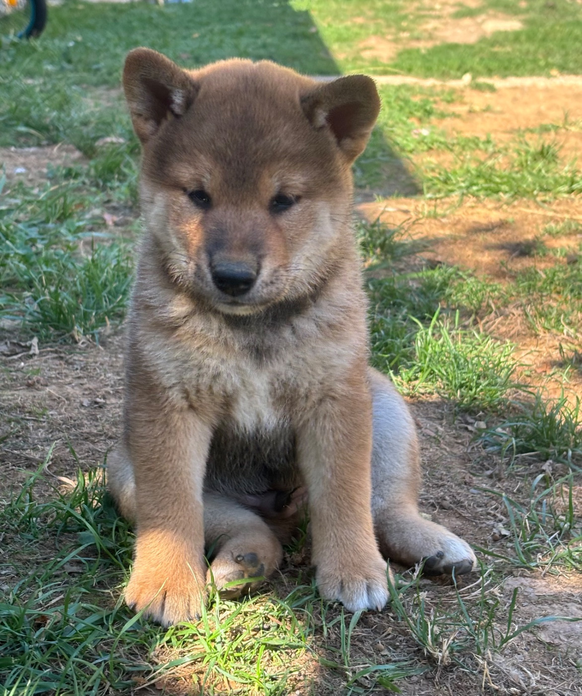 Domaine Des Sept Loups - Chiots disponibles - Shiba