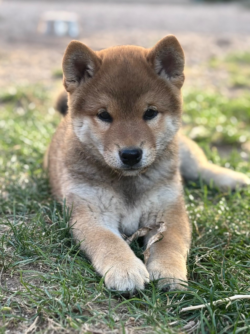 Domaine Des Sept Loups - Chiots disponibles - Shiba