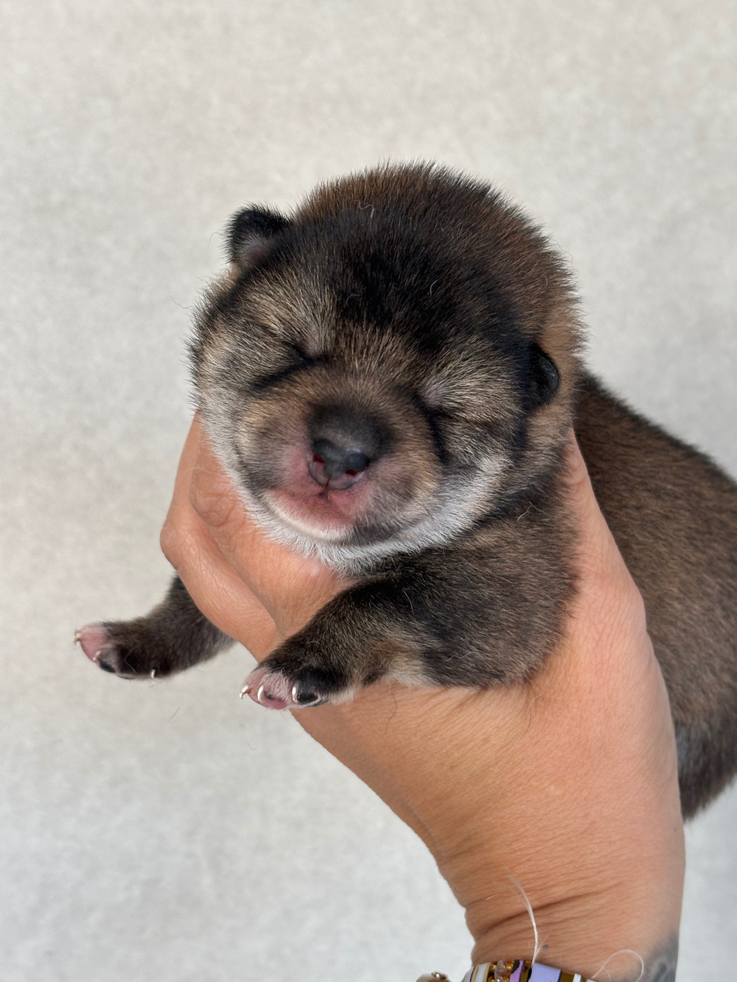 Domaine Des Sept Loups - Chiots disponibles - Shiba