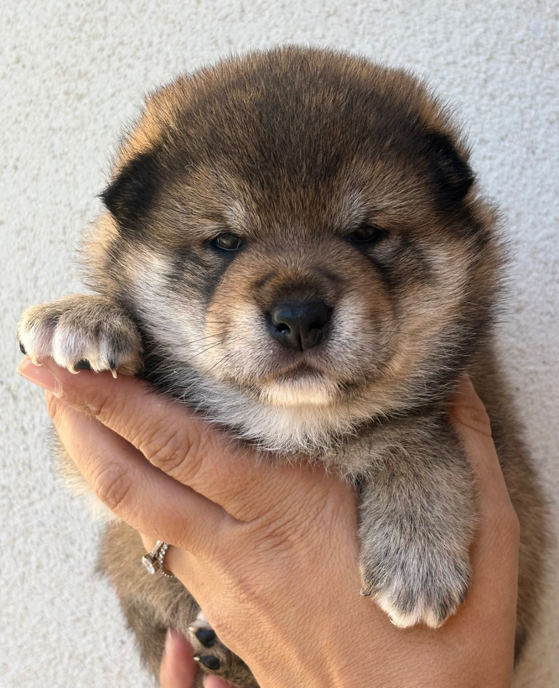 Domaine Des Sept Loups - Chiots disponibles - Shiba