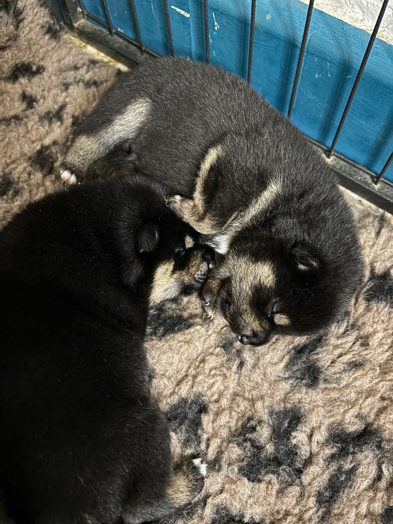 Chiot Shiba Domaine Des Sept Loups
