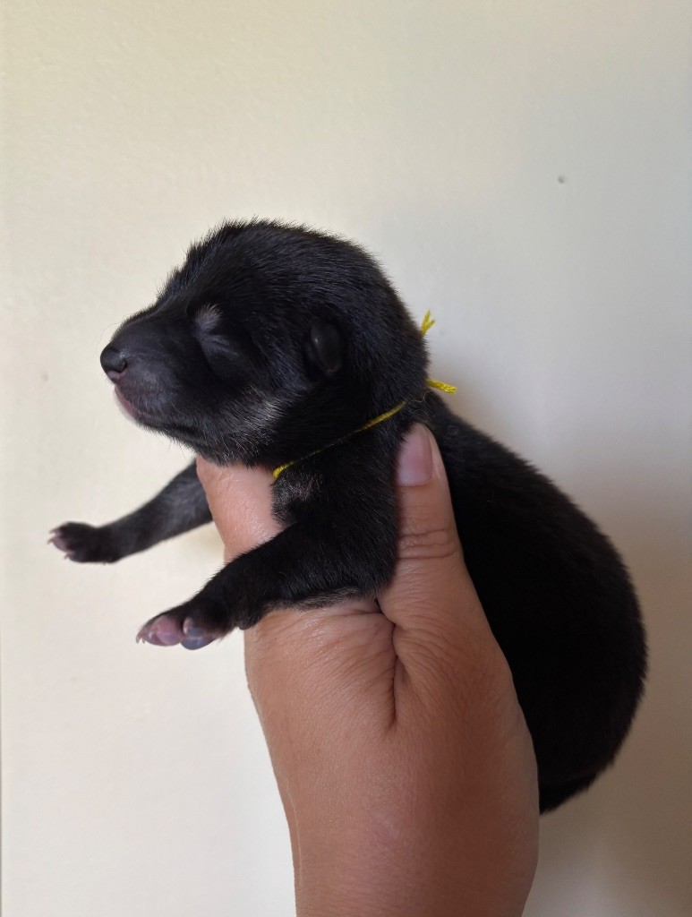 Domaine Des Sept Loups - Chiots disponibles - Shiba