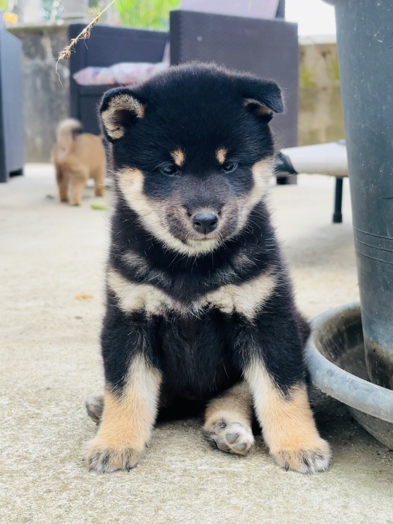 Domaine Des Sept Loups - Chiots disponibles - Shiba