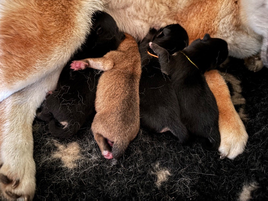 Chiot Shiba Domaine Des Sept Loups