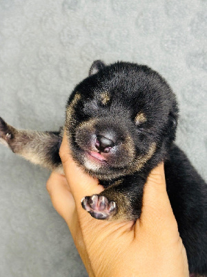 CHIOT