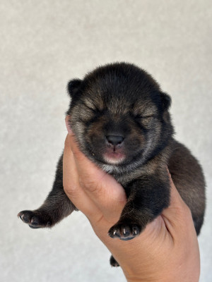 CHIOT 1