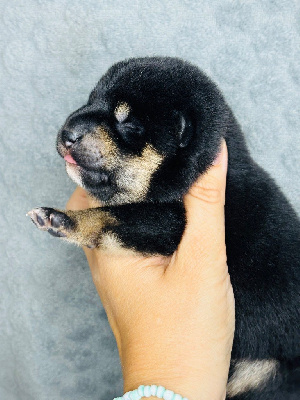 CHIOT