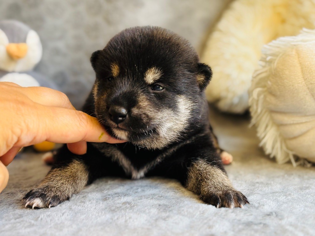 Domaine Des Sept Loups - Chiots disponibles - Shiba